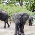 BWA NW Chobe 2016DEC04 NP 079 : 2016, 2016 - African Adventures, Africa, Botswana, Chobe National Park, Date, December, Month, Northwest, Places, Southern, Trips, Year